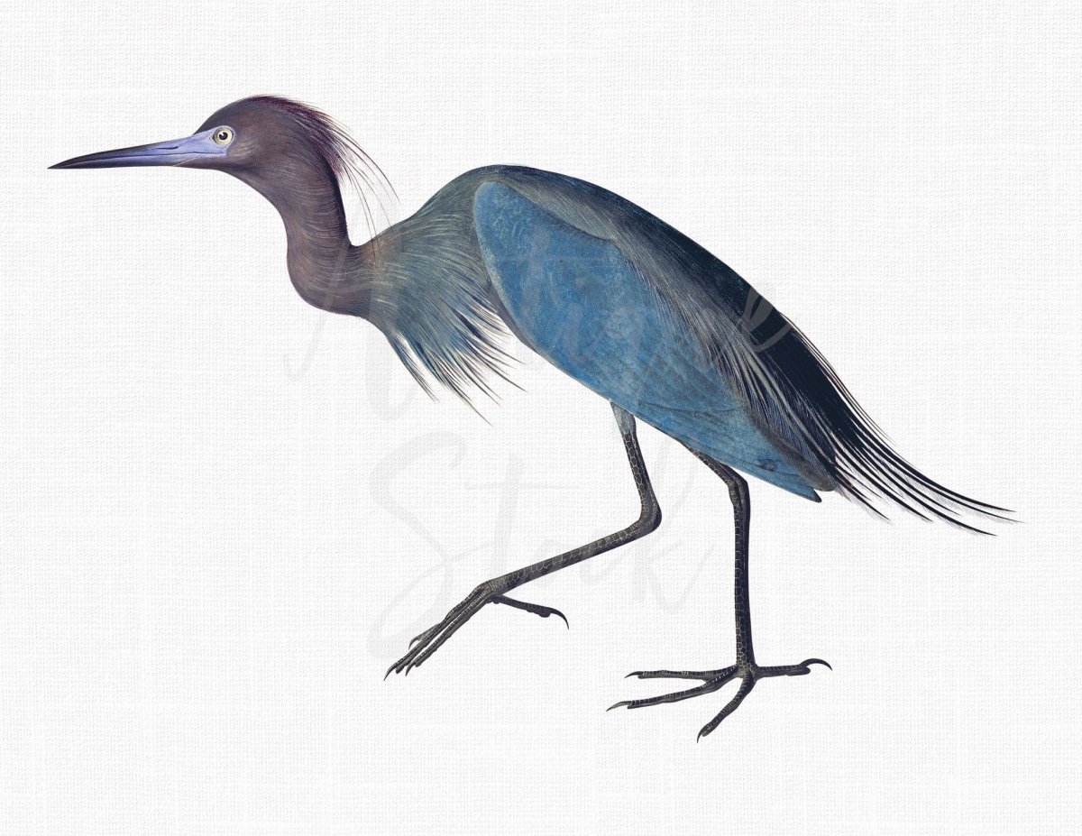 Цапля с рыбами рисунок