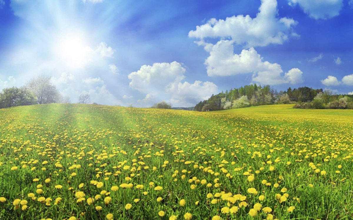 Солнечный день