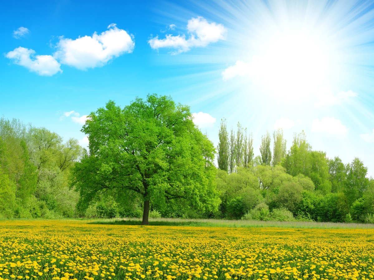 Солнечный пейзаж