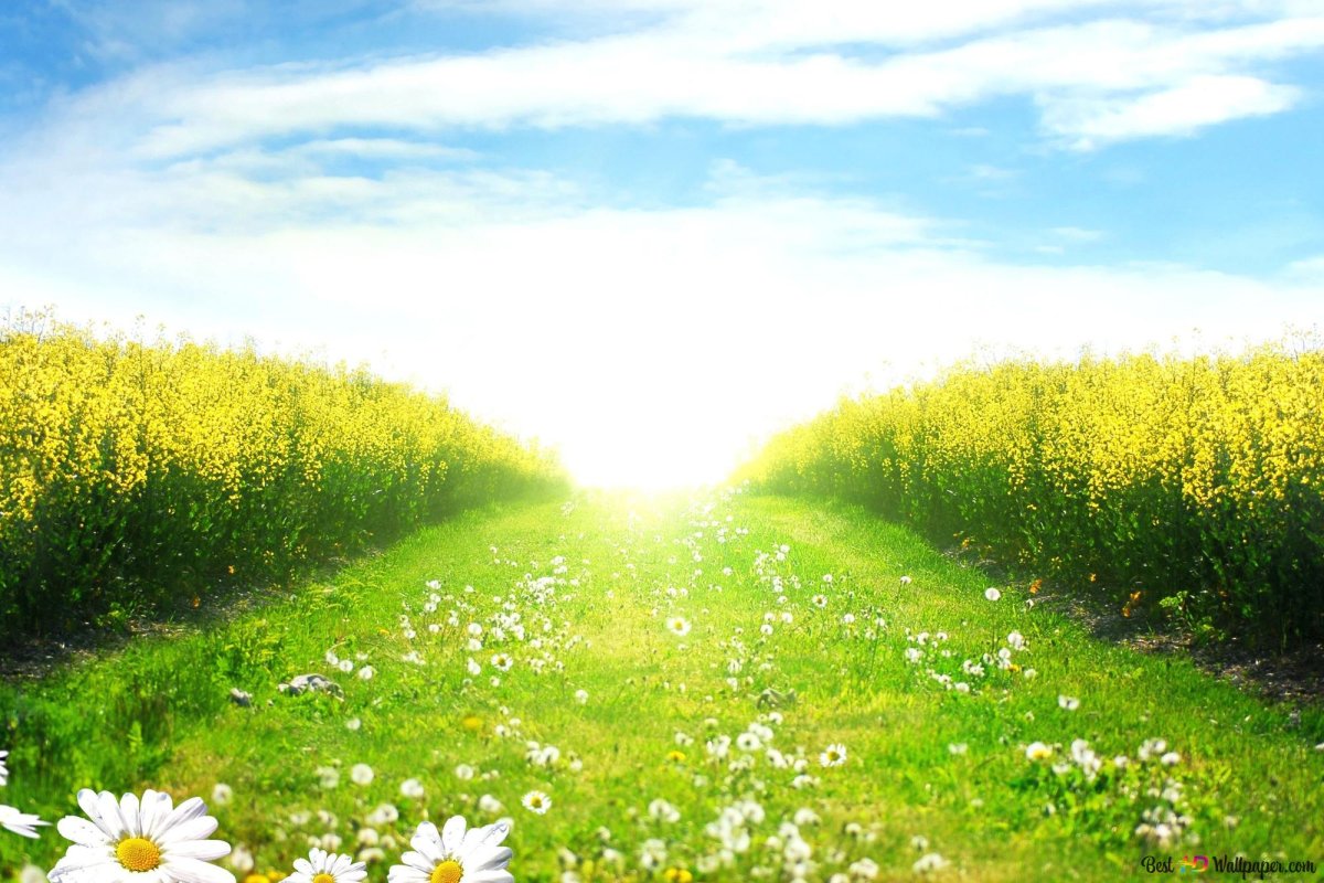 Солнечный день