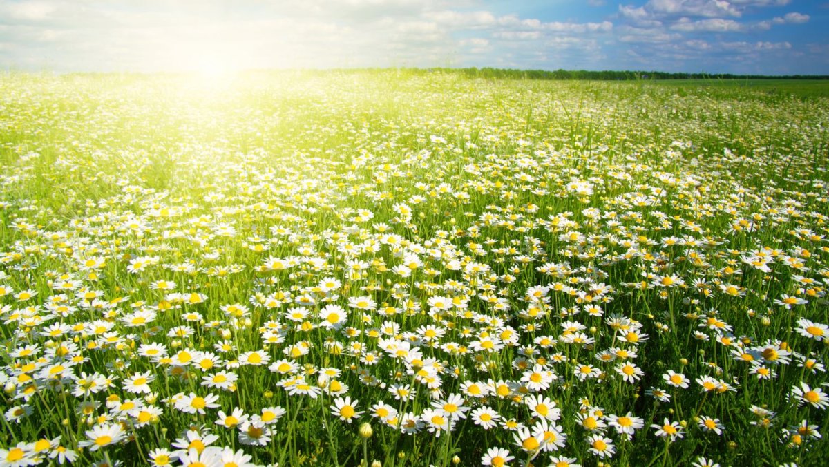 Ромашковое поле Армазово