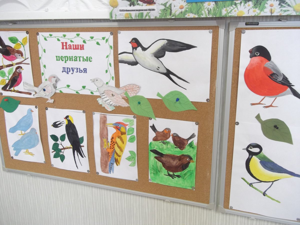 Птицы наши пернатые друзья