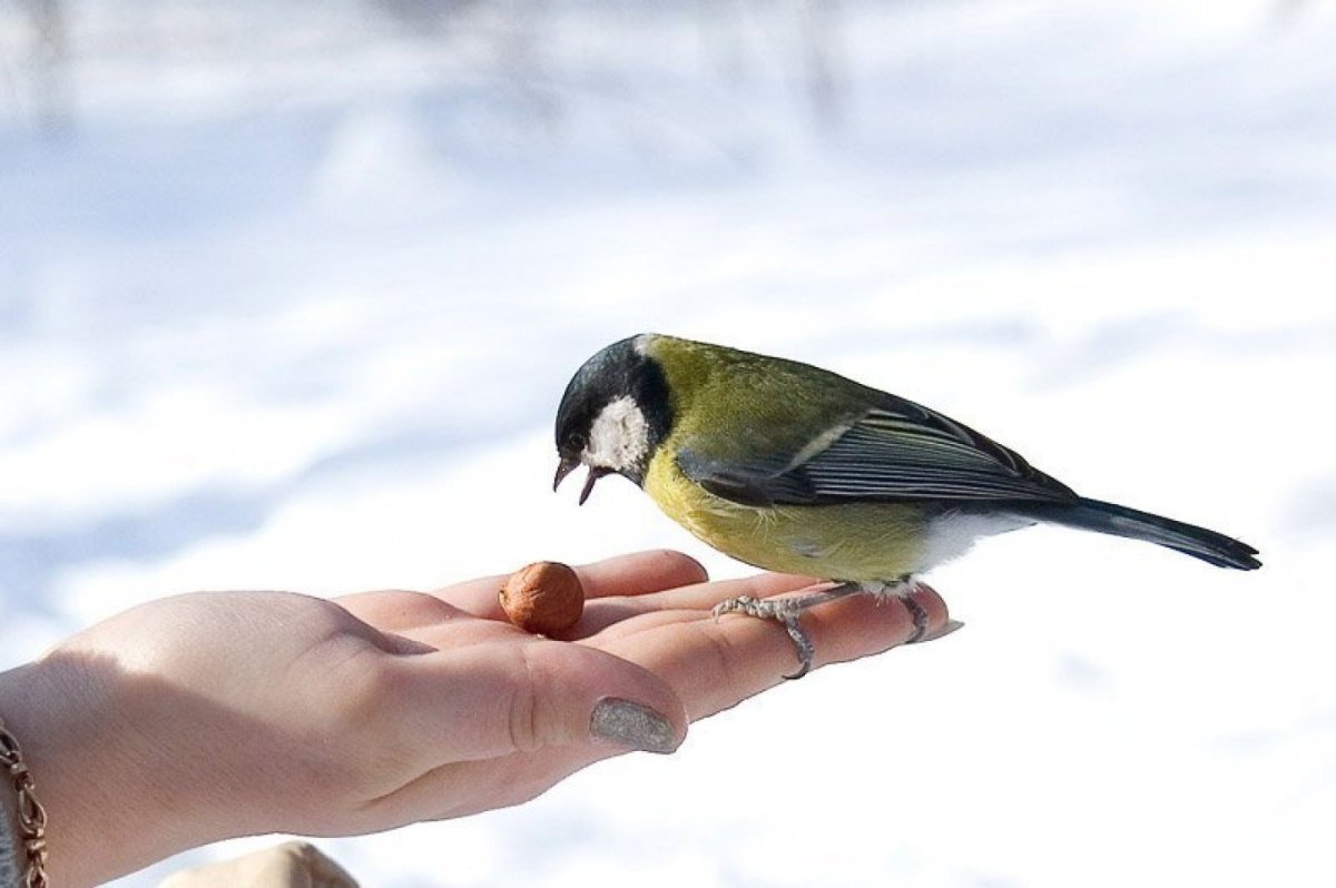 Кормление птиц зимой
