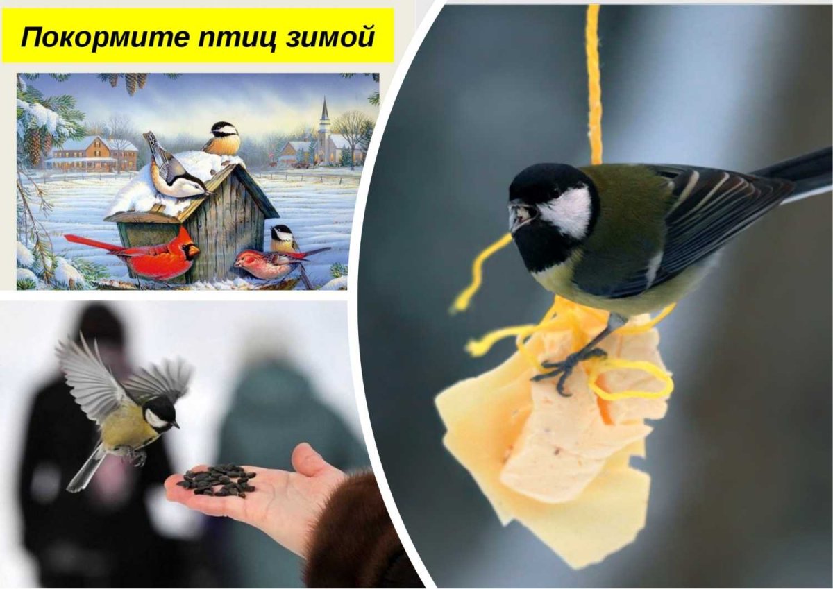 Зимующие птицы на кормушке