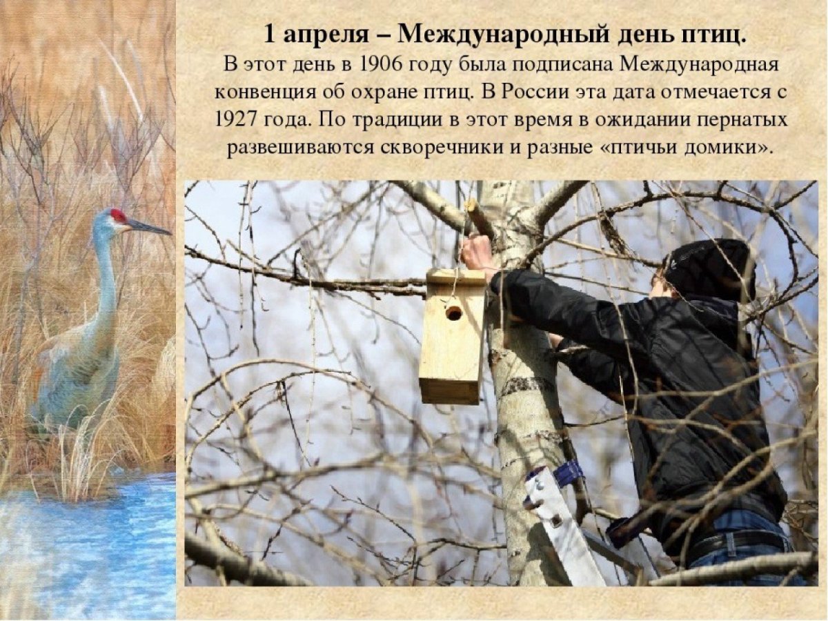 Берегите птиц для детей