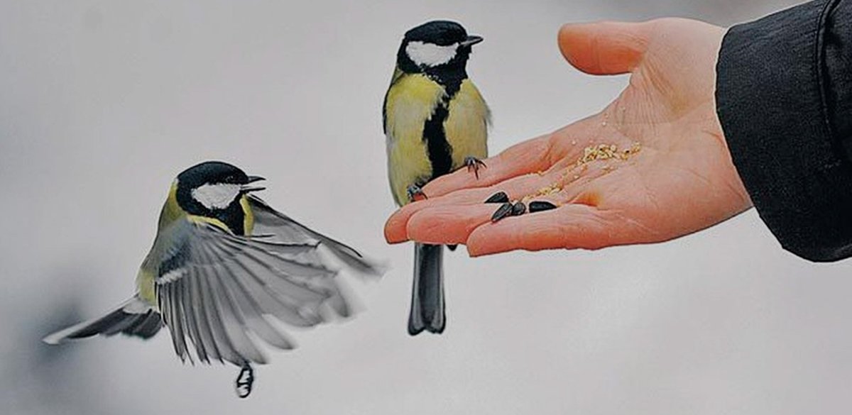 Плакат птицы зимой