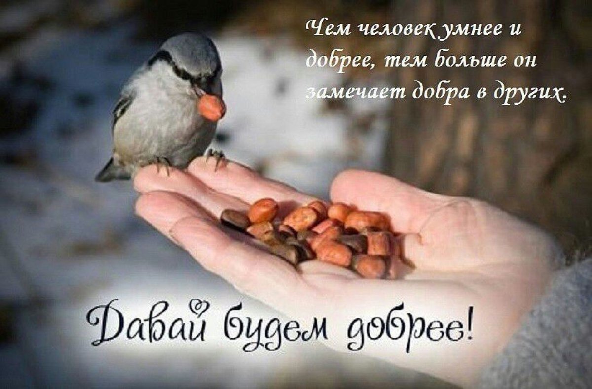 Покормите птиц зимой