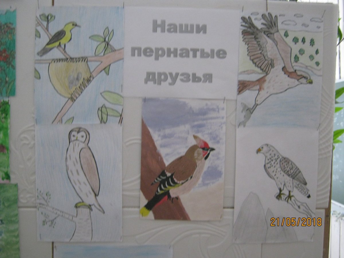 Рисунки детей пернатые соседи