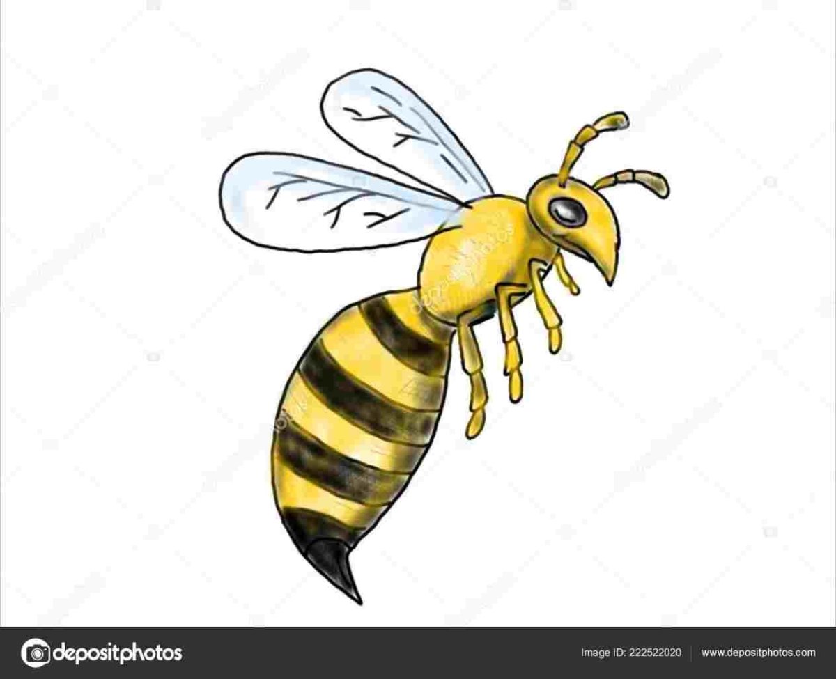Пчела Оса Шмель на белом фоне