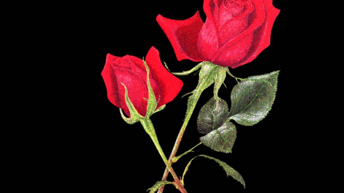 Цветы для Ксюши