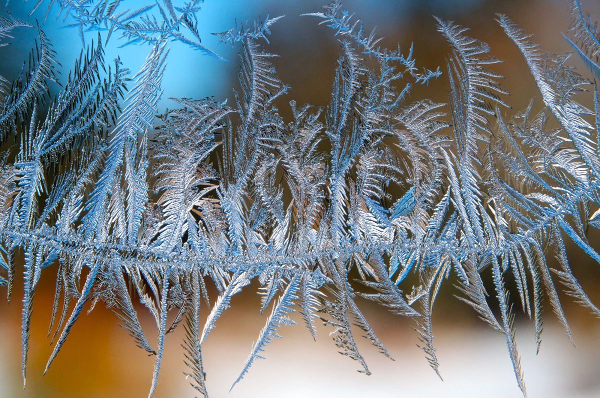 Заснеженная ветка