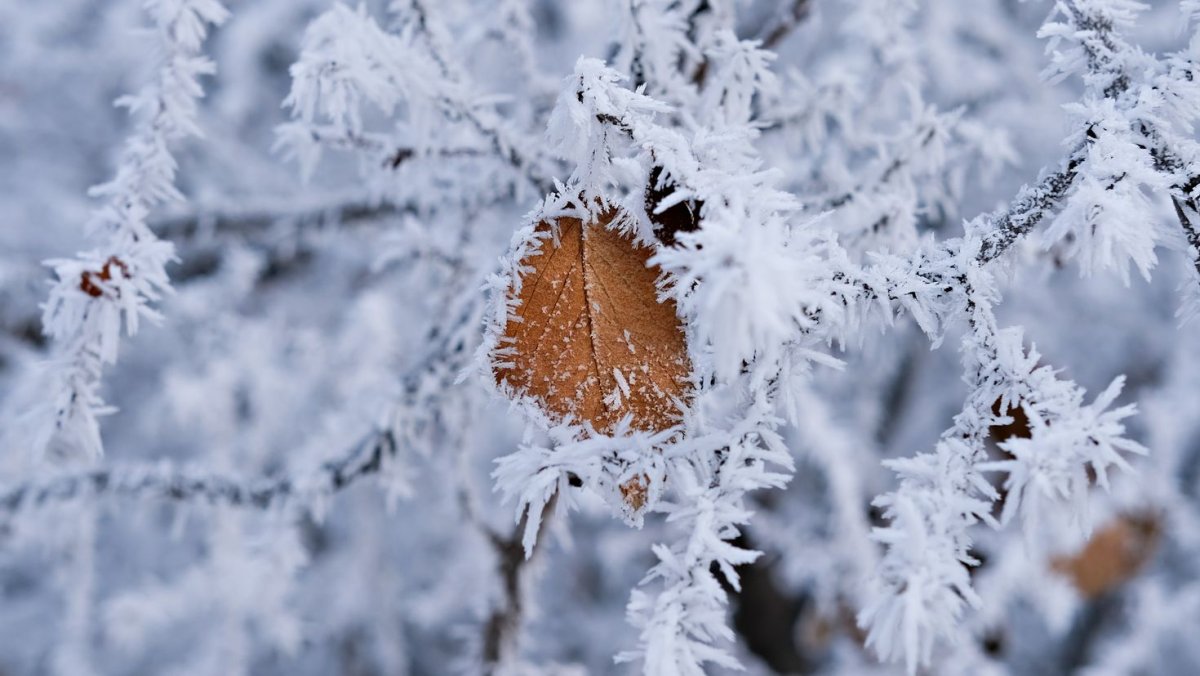 Иней на льду