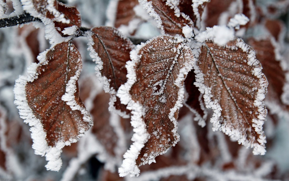 Осенние листья в инее
