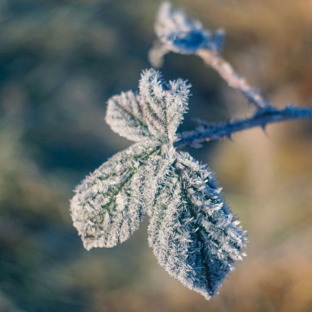 Иней на ветках деревьев