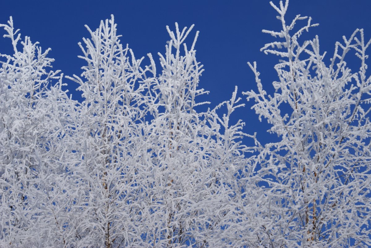 Изморозь на листьях