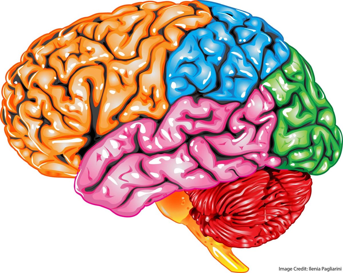 Мозг человека для детей