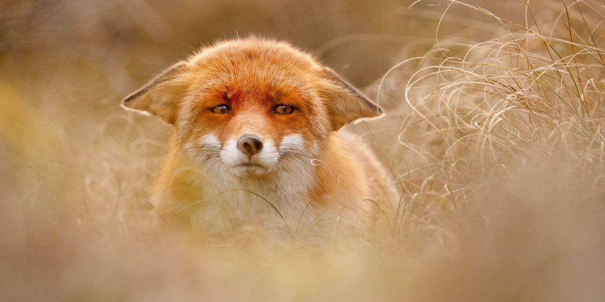 Дикие животные в городе