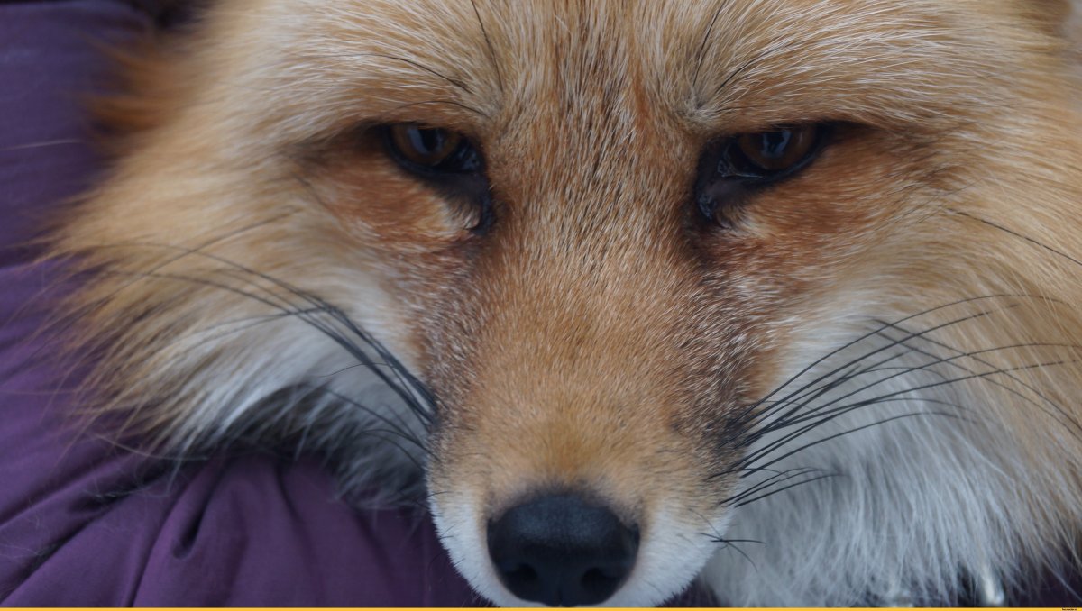 Лиса грустит