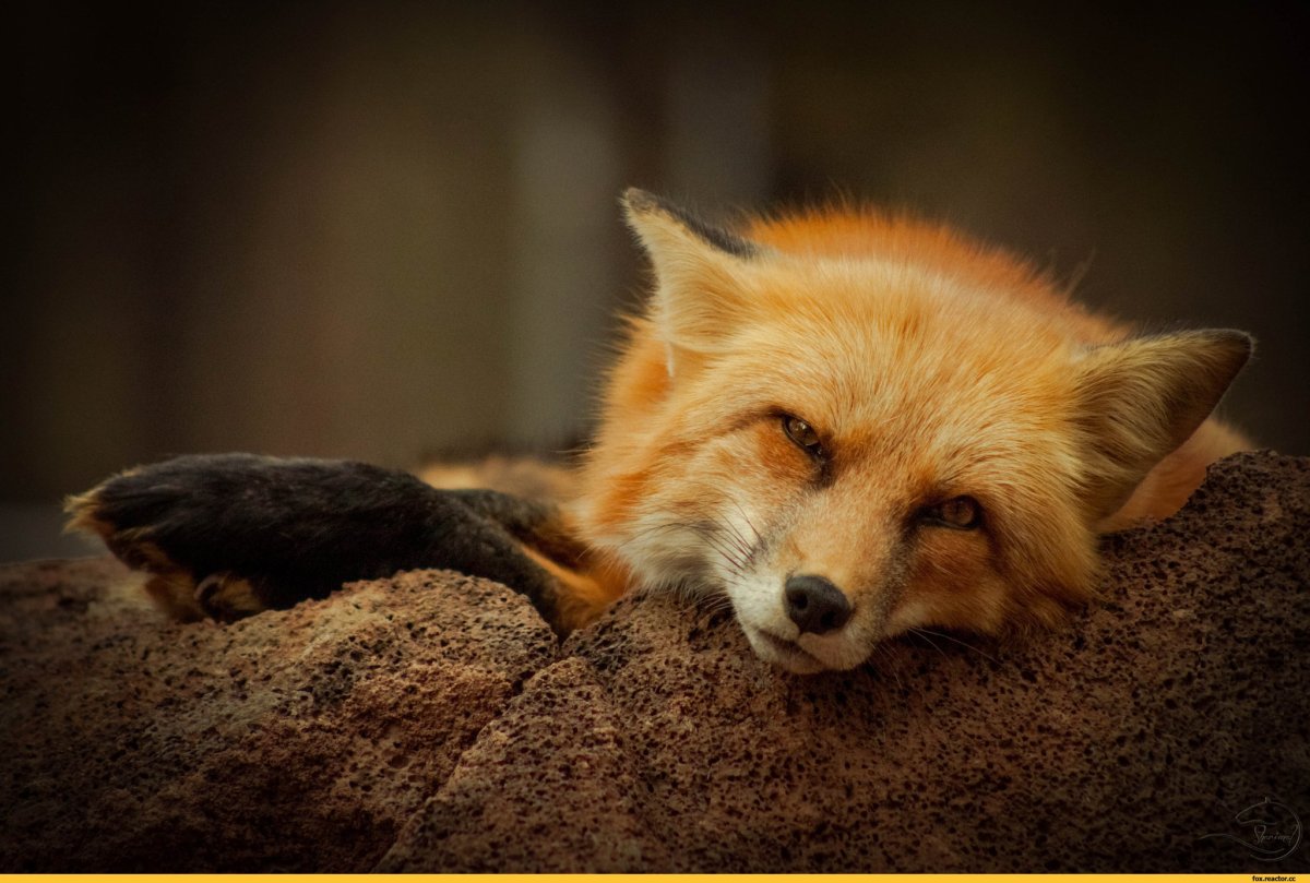 Одинокий Лис