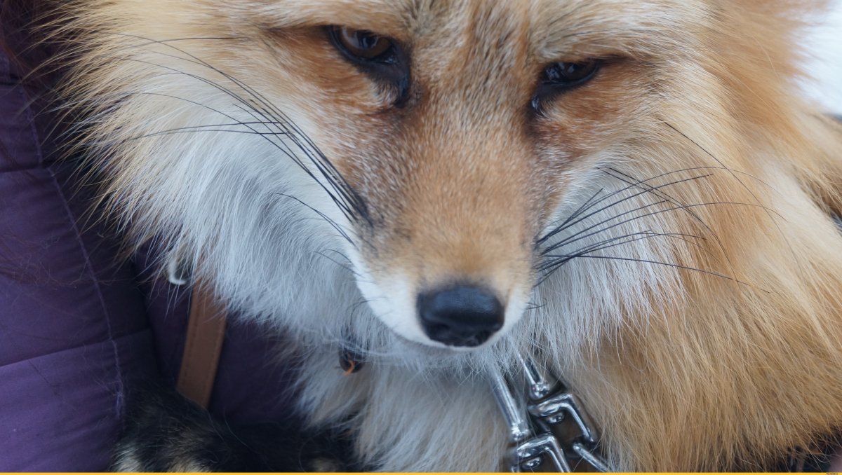 Jenna Barton лисы