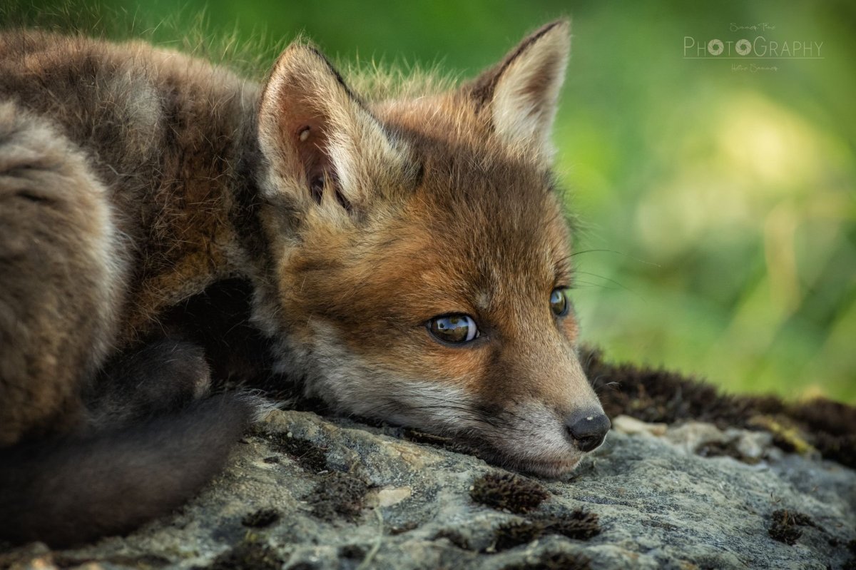 Лиса выпрашивает