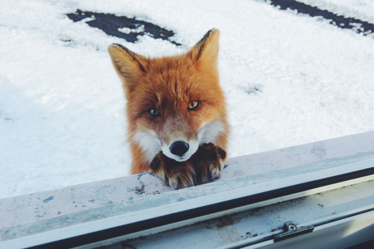 Спокойной ночи Лисонька моя