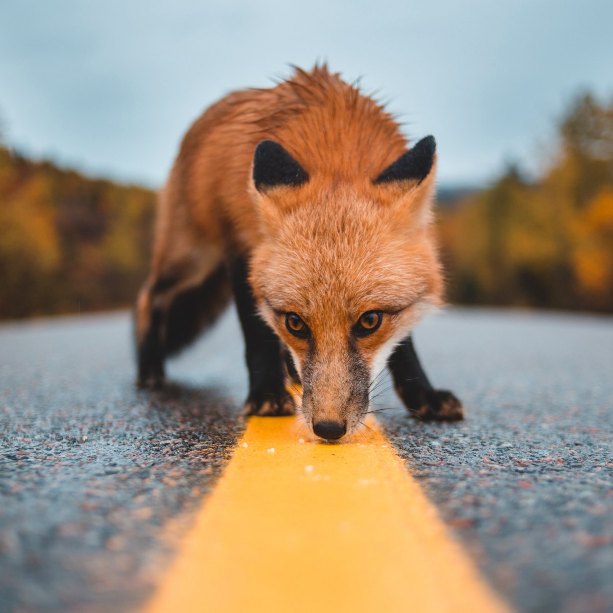 Домашняя лиса Джунипер