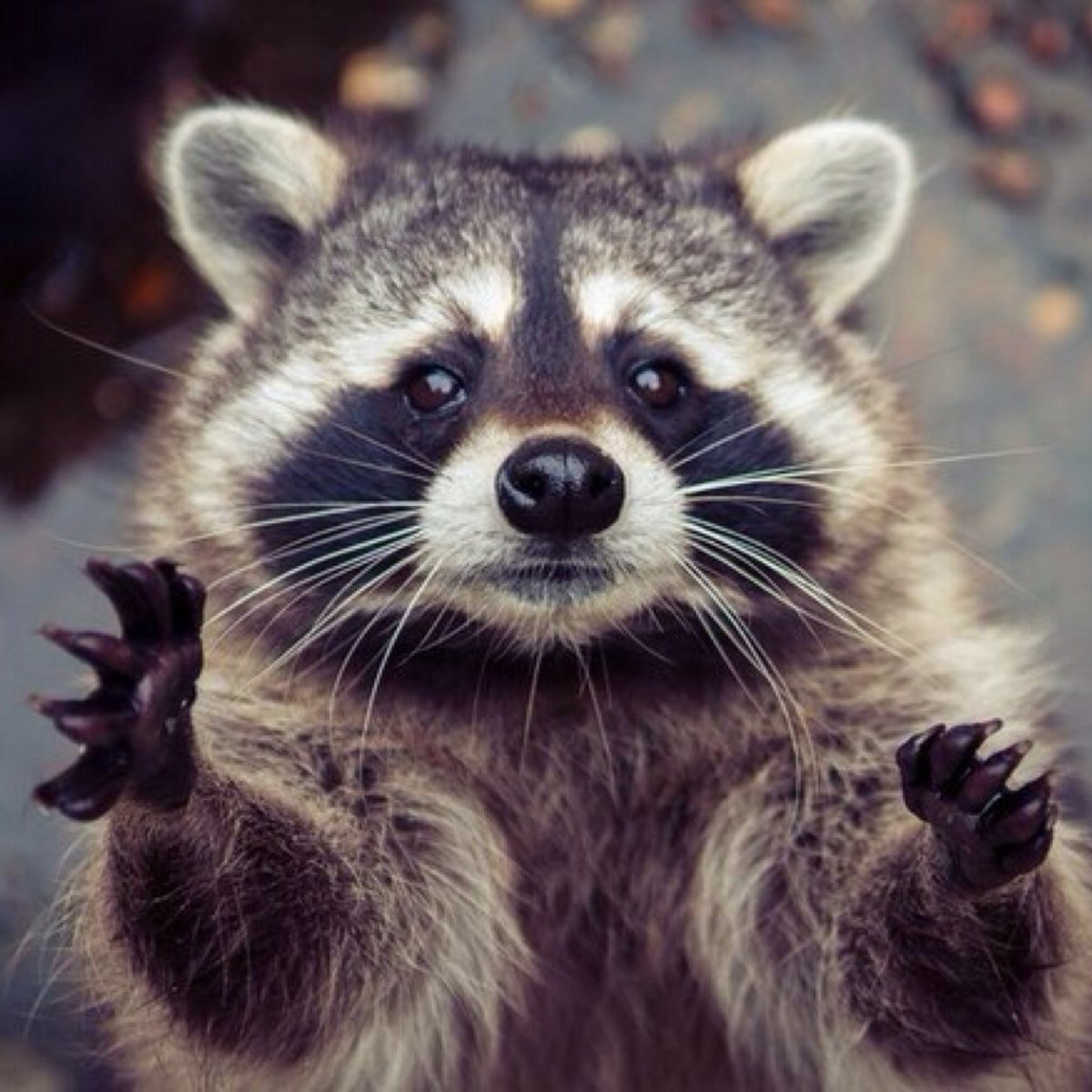 Панда меня надо обнимать