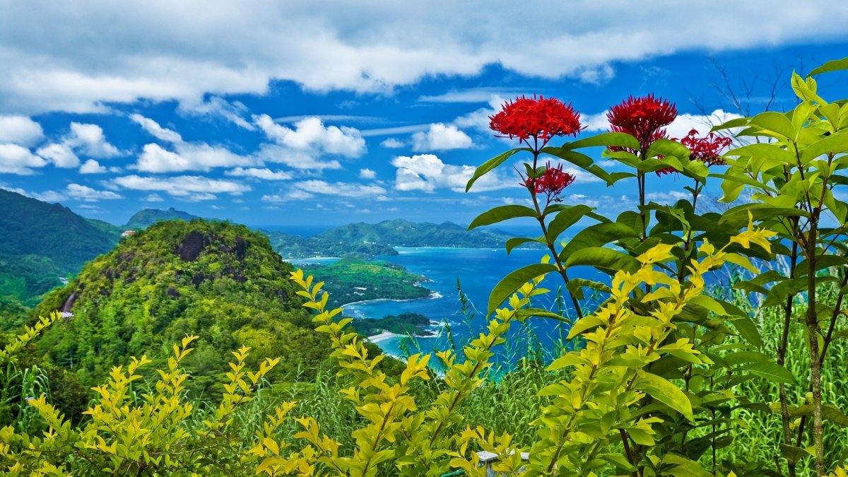 Цветы в горах