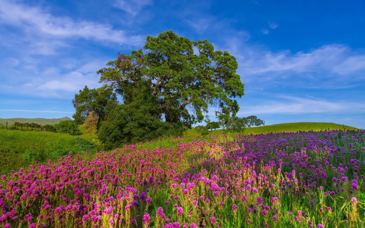 Палусские Луга