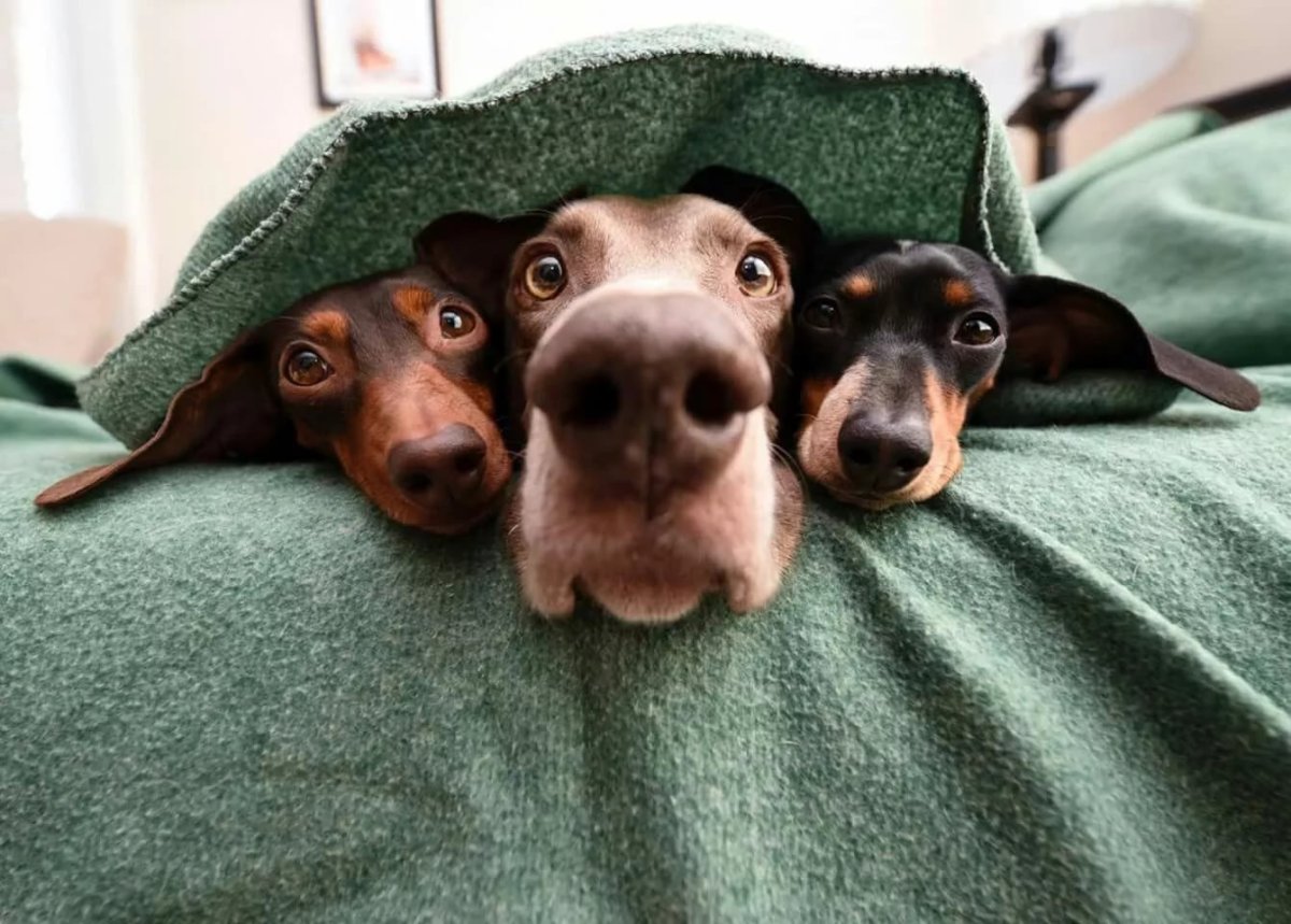 Собака утром