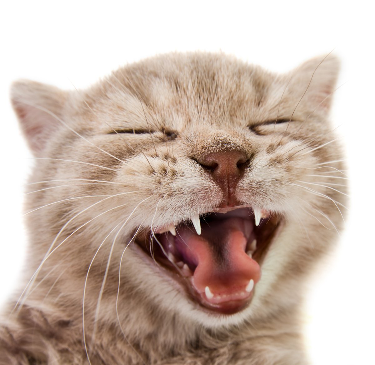 Кот улыбается