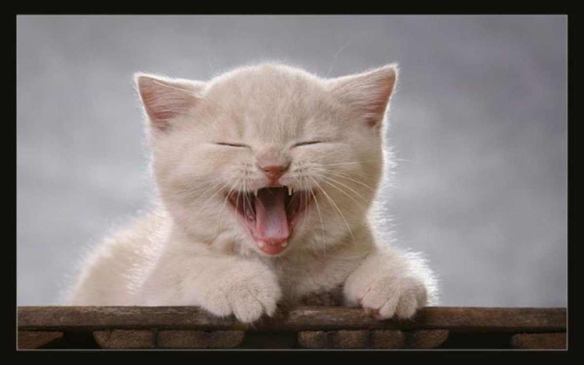 Улыбчивая кошка