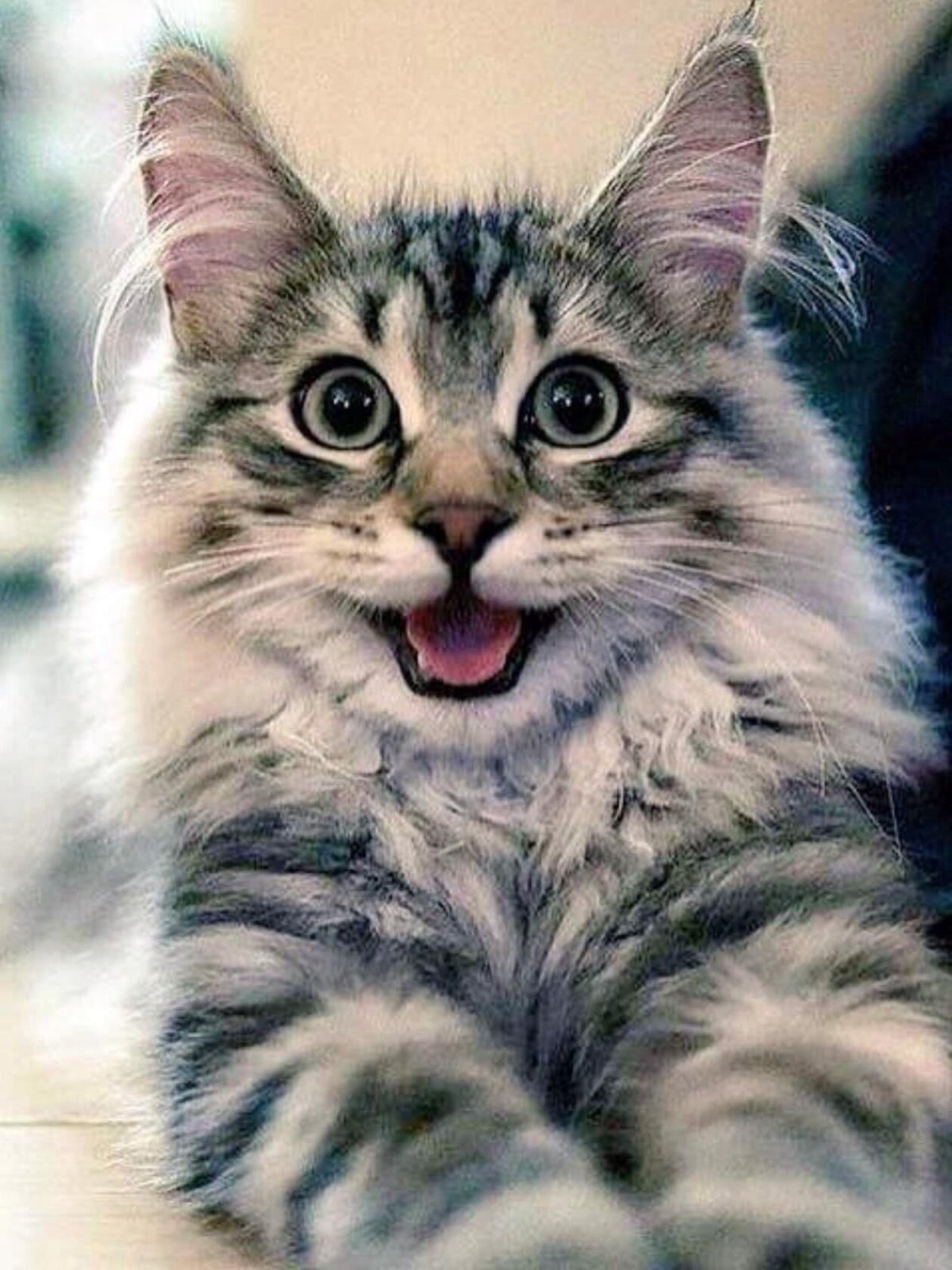 Котенок мяукает