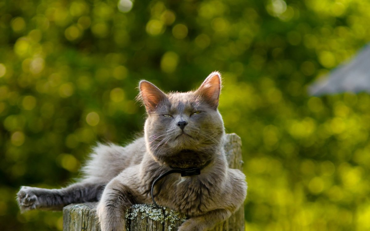 Кошка улыбака