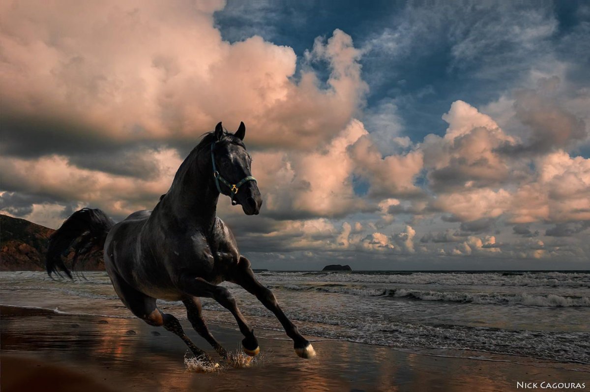 Вороной Мустанг лошадь