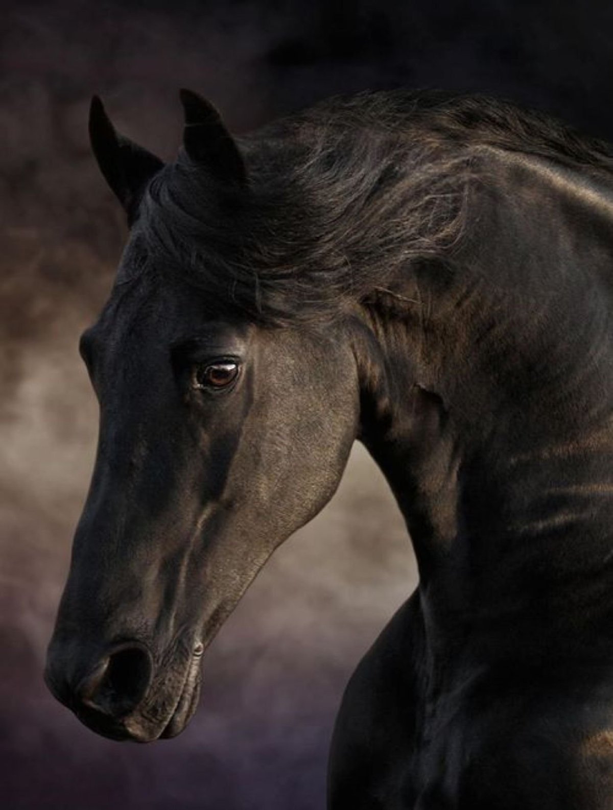 Буцефал порода лошадей