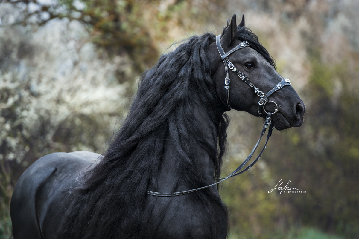 Фризская лошадь грива