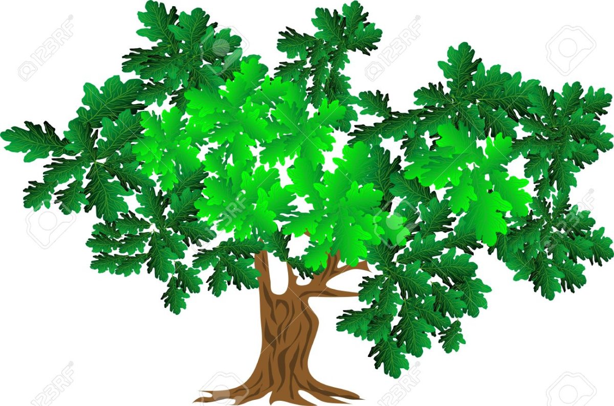 Дуб для детей на прозрачном фоне