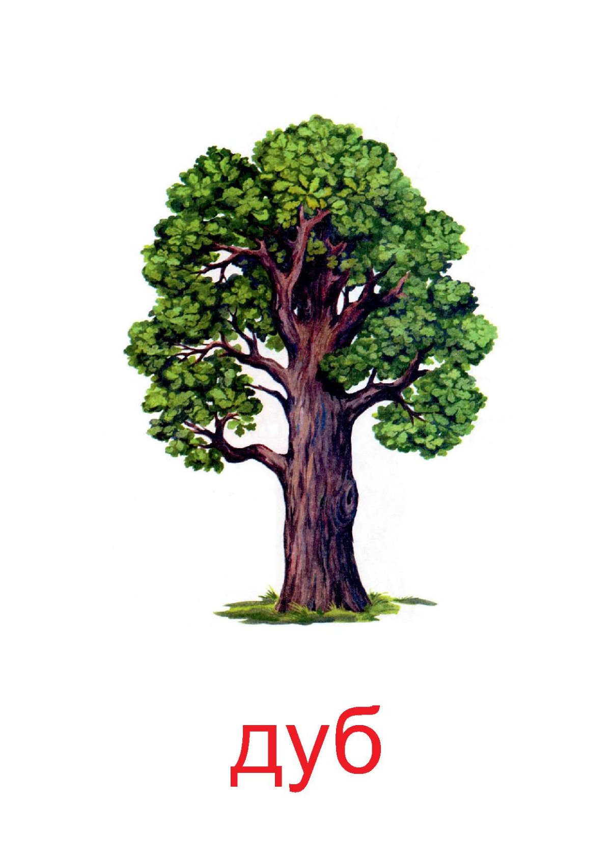 Ветка дуба с желудями