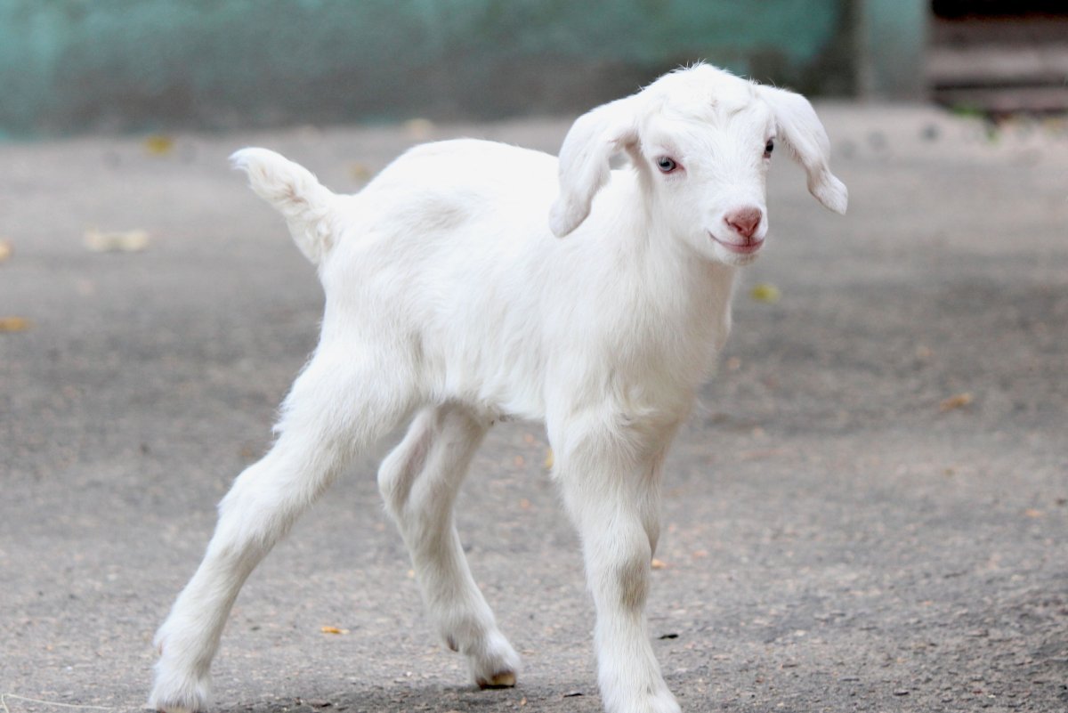 Коза иллюстрация