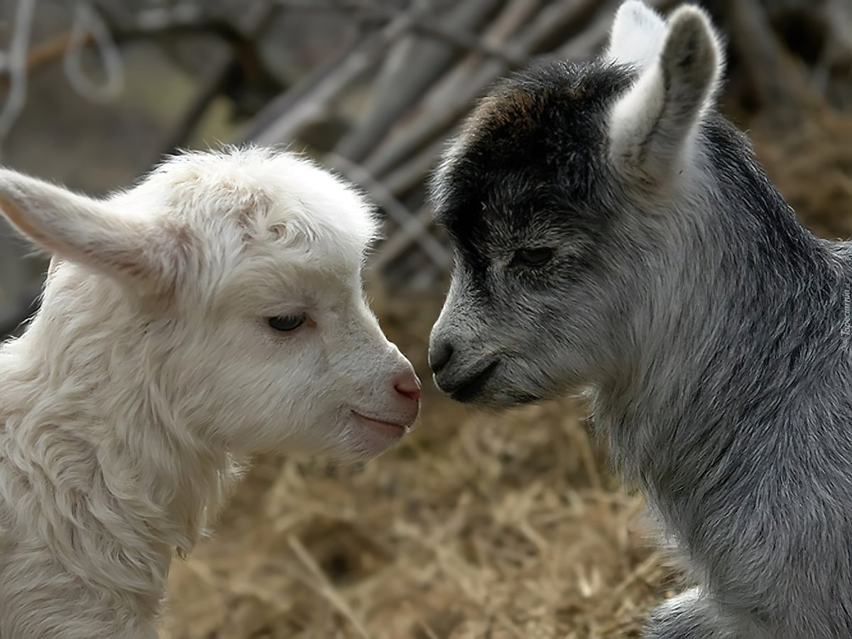 Смешные козлята