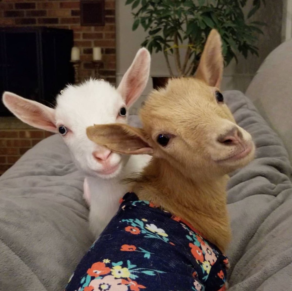 Игрушка козленок