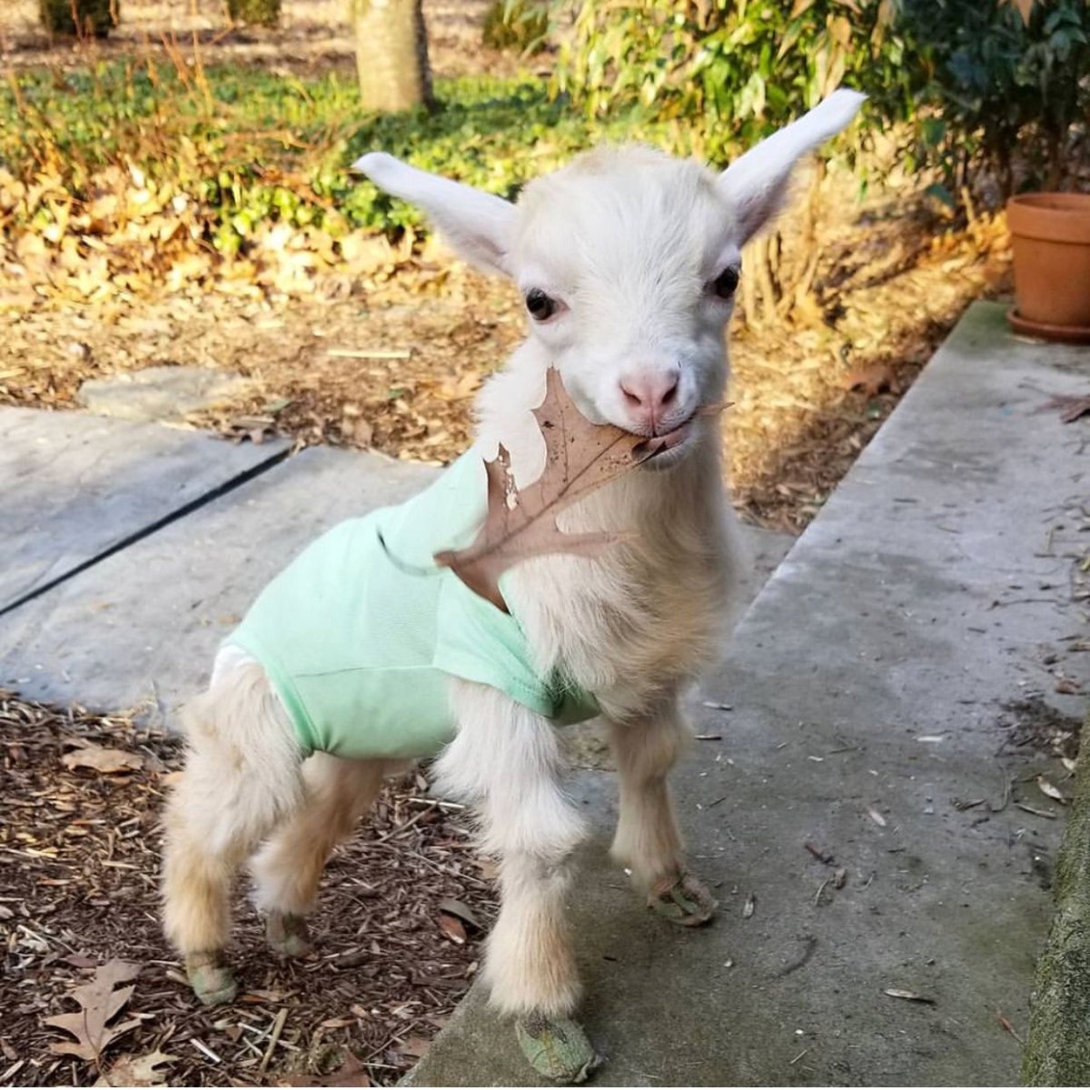 Козленок на белом фоне