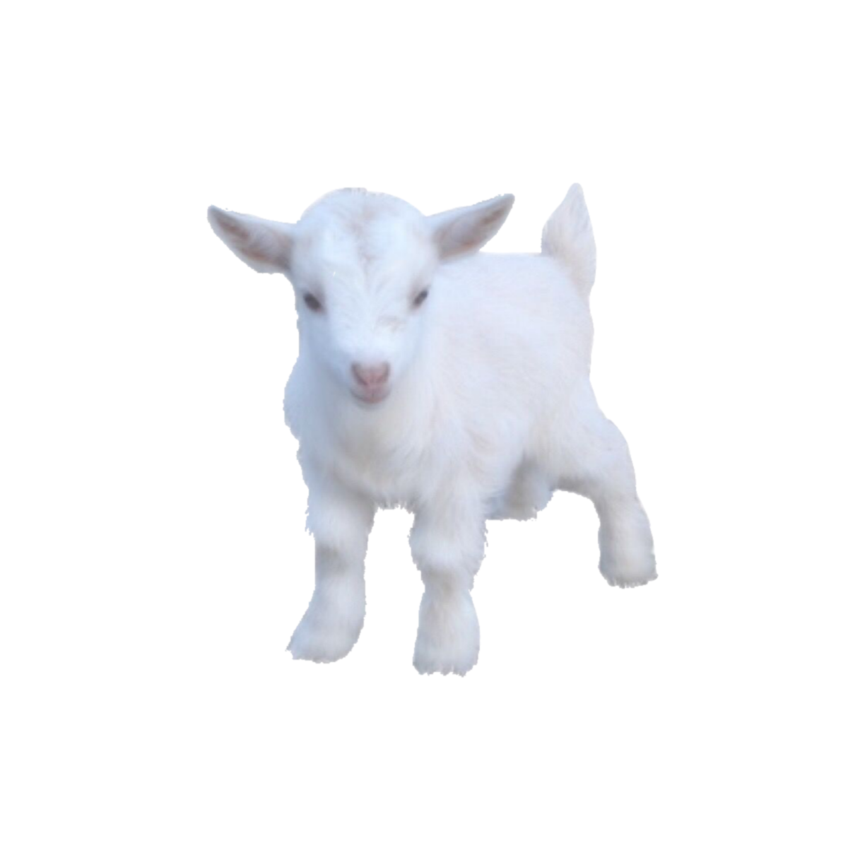 Милый козлик