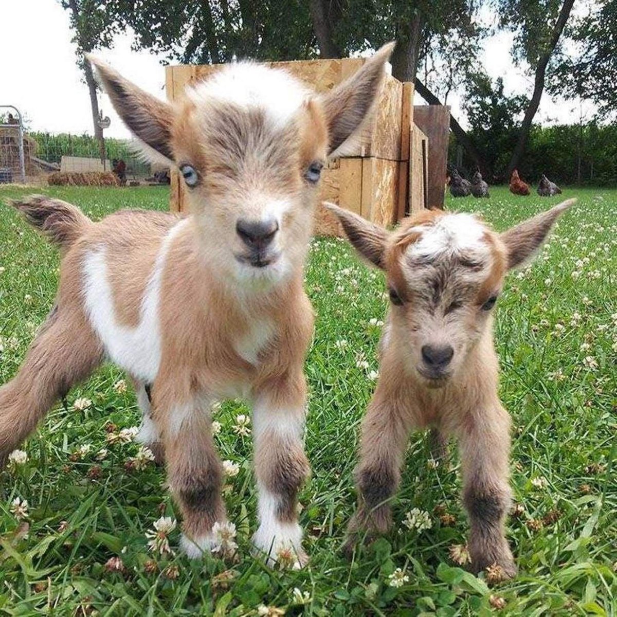 Маленькие козлята в шерстяных носочках красивые картинки