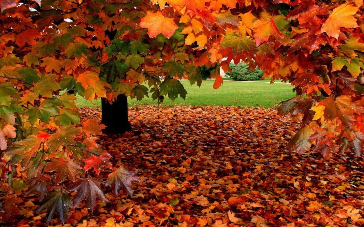 Красивый осенний листопад