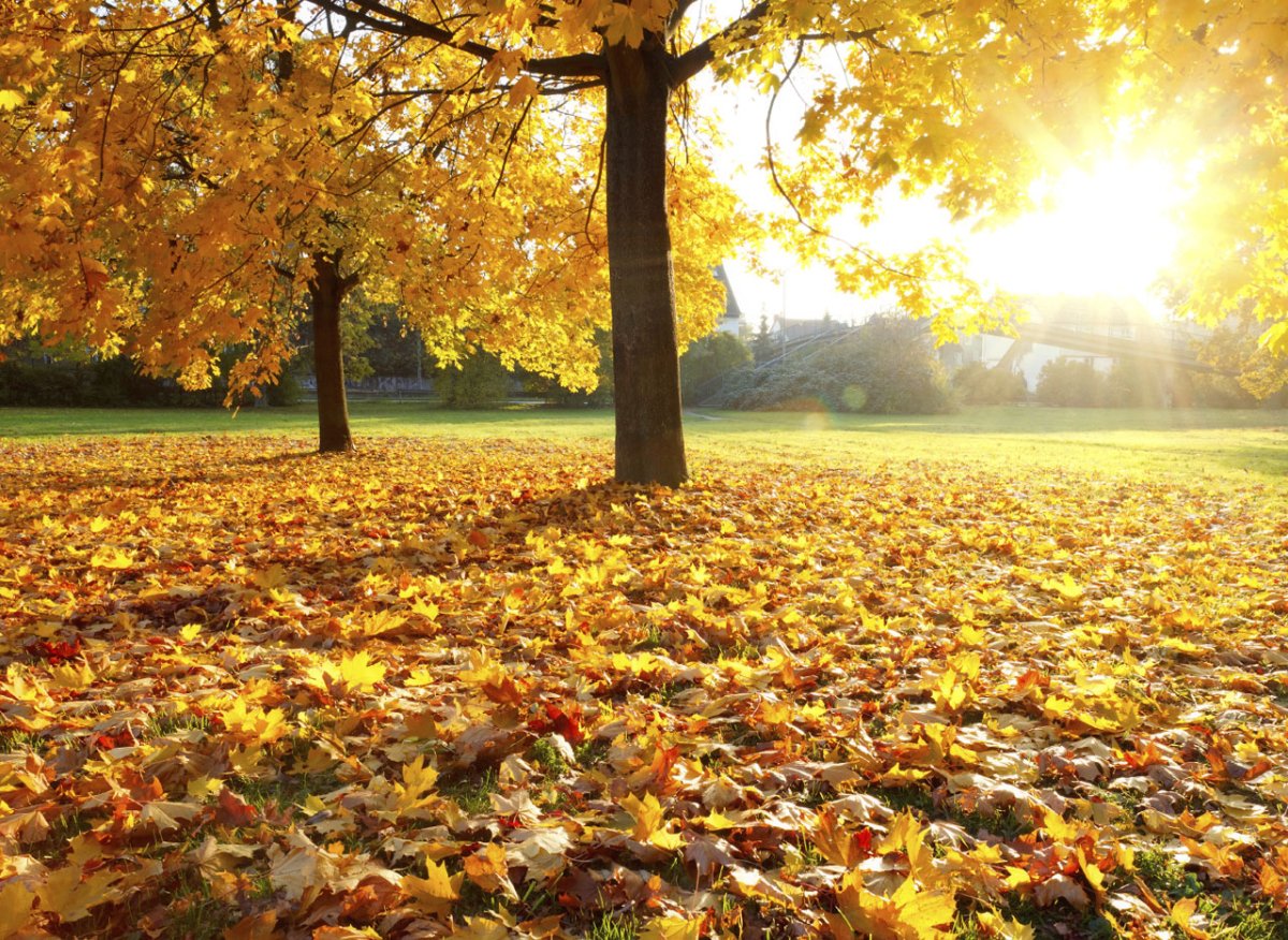 Листопад и солнце картинки