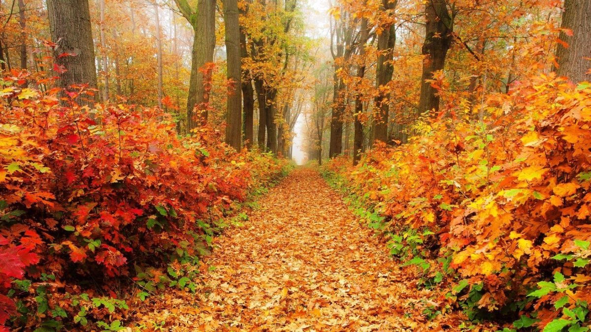 Тропинка в осеннем лесу