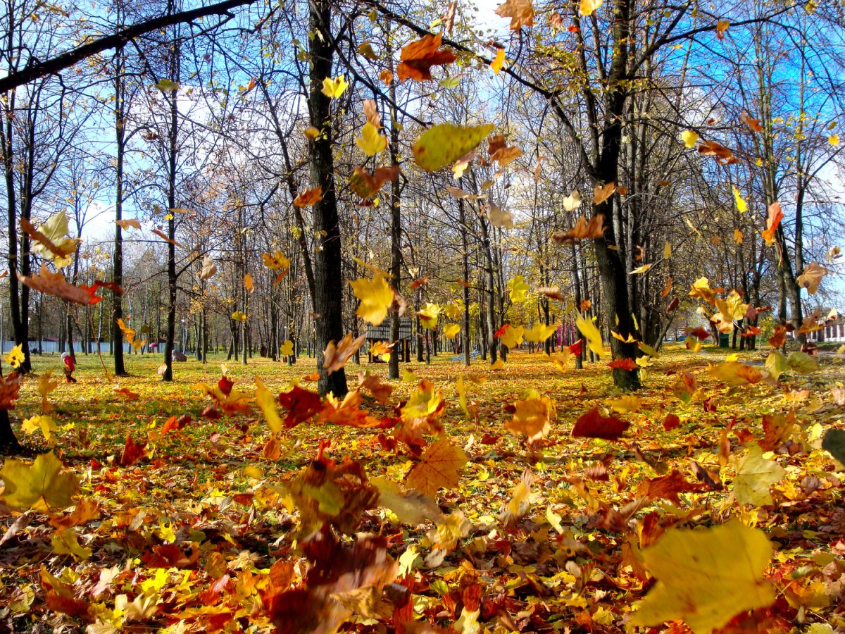 Осень листопад